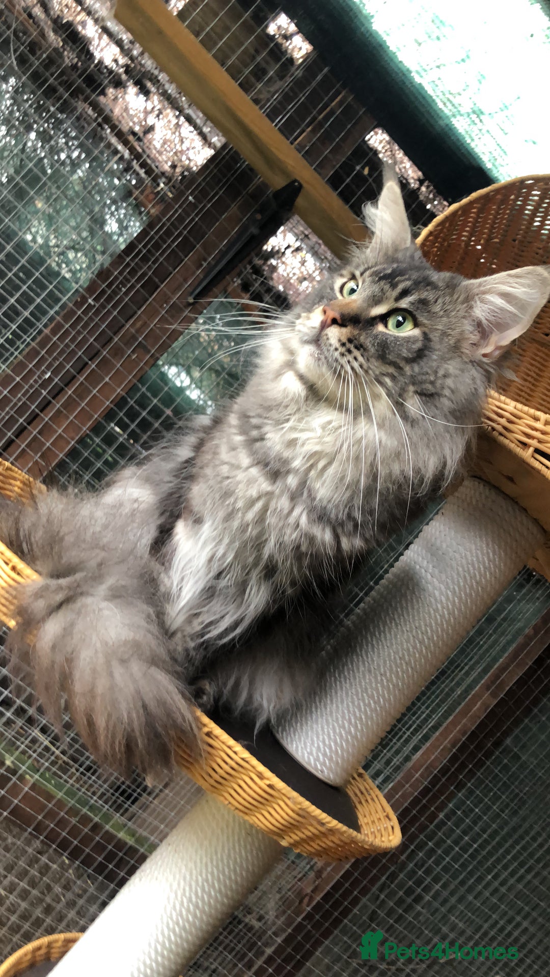 Maine Coon cats for stud: Active Tica duel Gccf Maine Coons in Grantham - Image 20