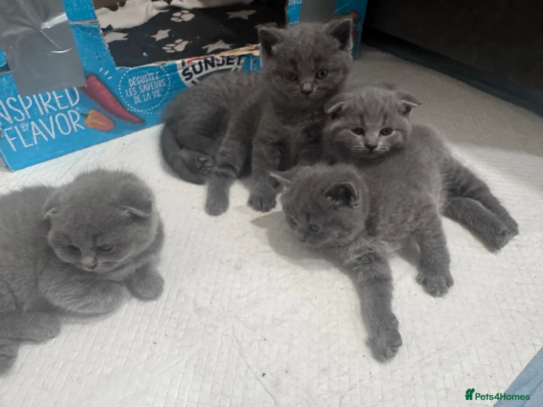 Brazilian Shorthair cats for sale: British Shorthair Kitten  - Advert 1