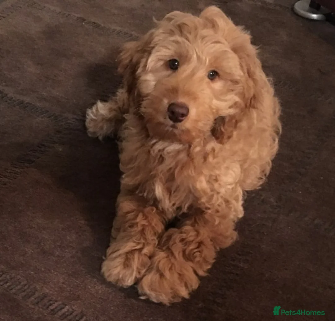 Miniature Poodle dogs for stud: FOR STUD -MINIATURE POODLE JESSE 9 clear DNA tests in High Wycombe - Advert 6