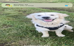 Goldador dogs for sale: Beautiful chunky goldador puppies  - Image 6