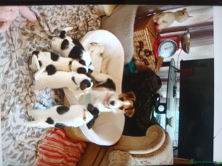 Jack Russell dogs jack Russell pups - Advert 1