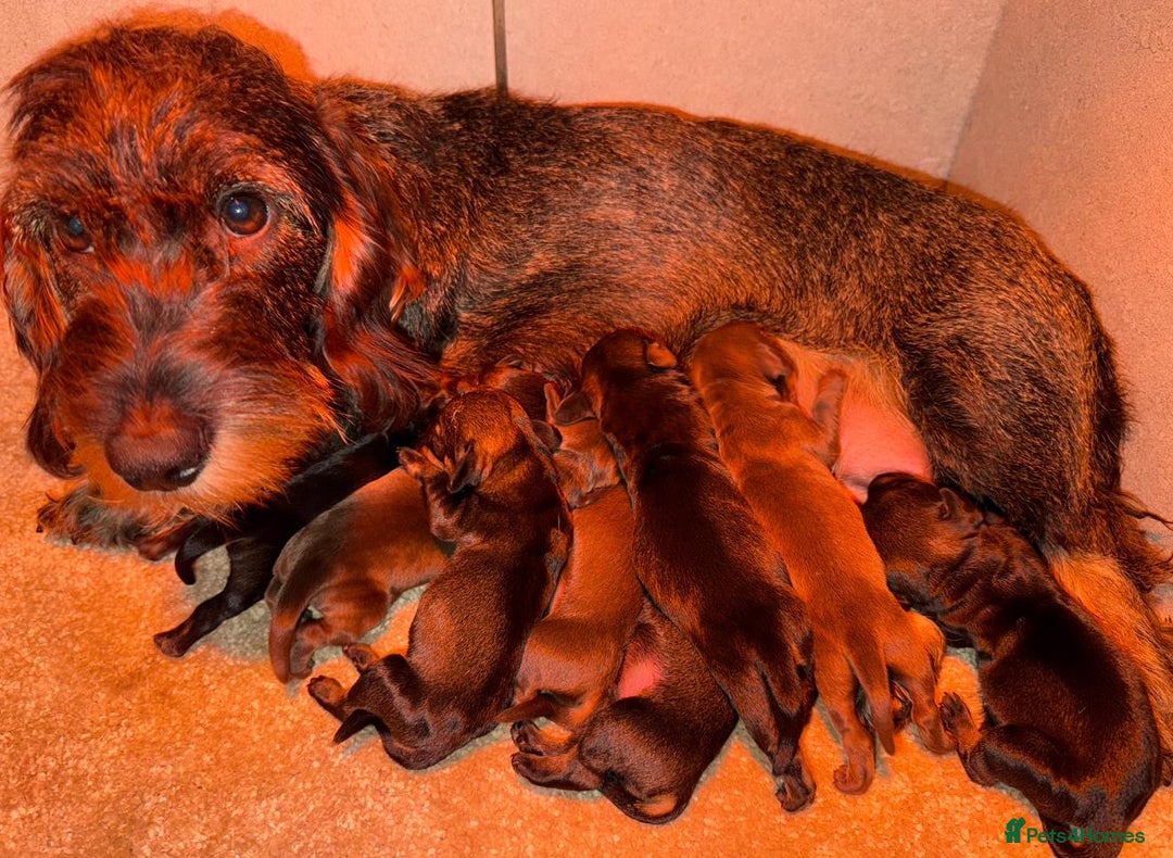 Dachshund dogs for sale: 🩷💙Stunning KC Wire haired Dachshunds🩷💙 - Image 33