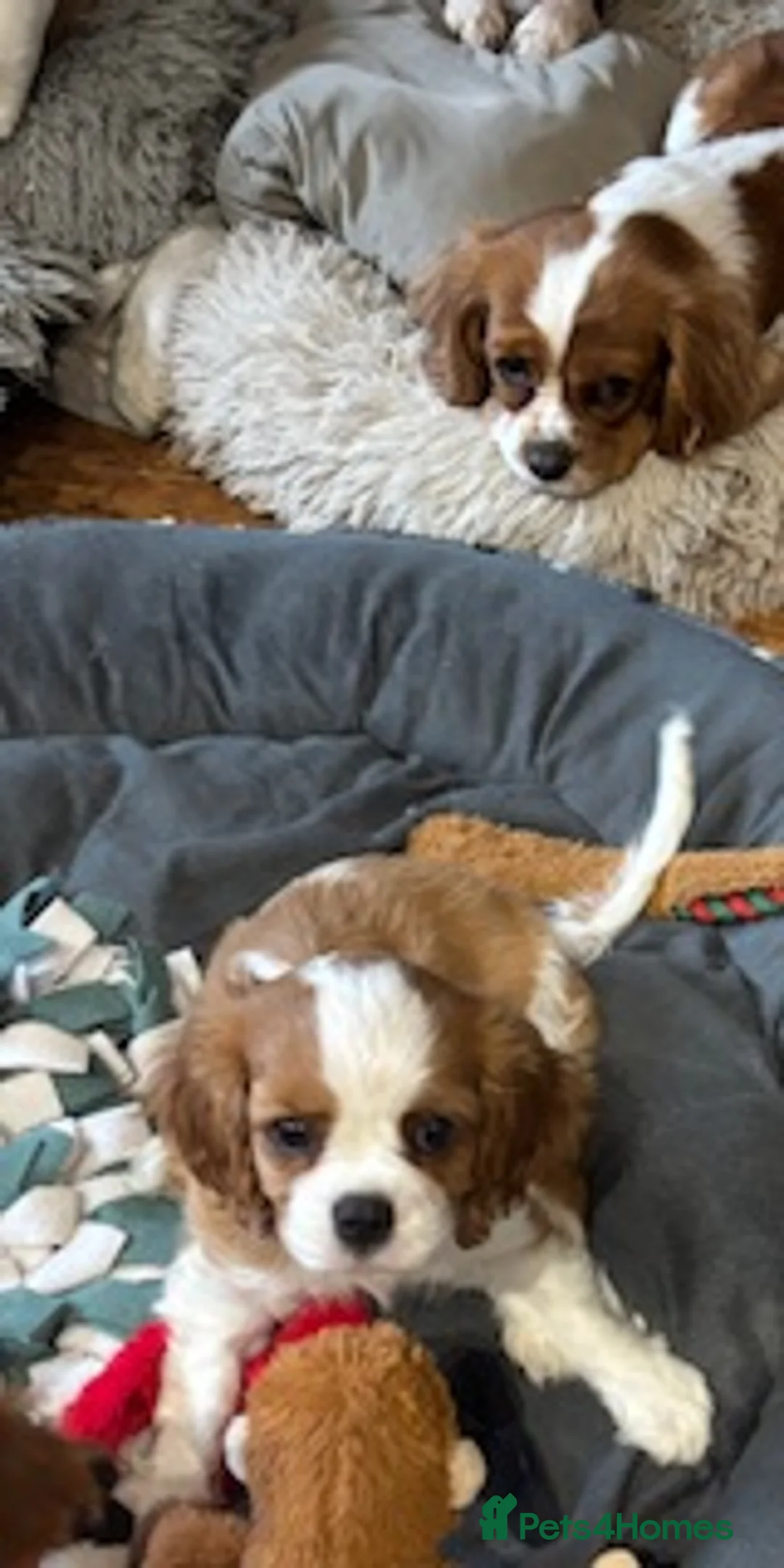 Cavalier King Charles Spaniel dogs for sale: Meet little Polly - Cavalier King Charles - Advert 2