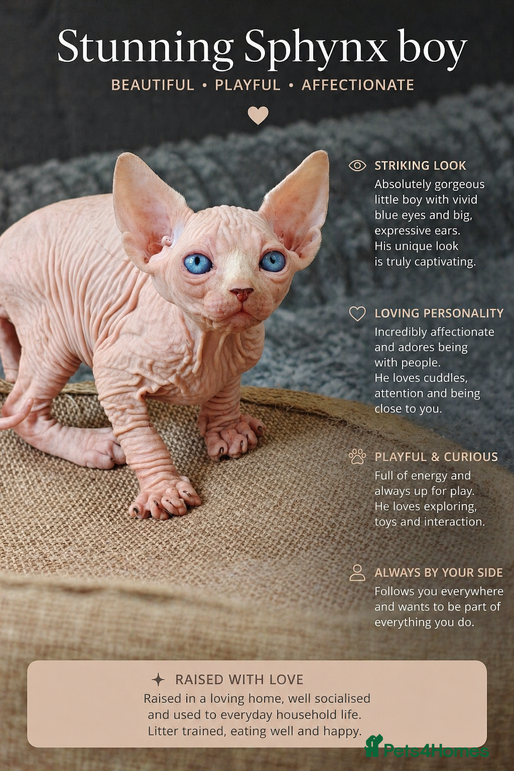Sphynx cats Exceptional Sphynx Kittens – Best Pedigree.  - Advert 5