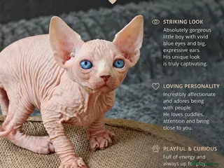 Sphynx cats Exceptional Sphynx Kittens – Best Pedigree. - Advert 5