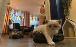 British Shorthair cats for sale: Pure British shorthair Champion line 😻🥇🏆 - Advert 3