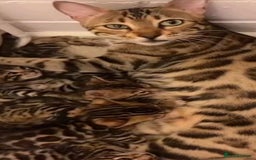 Bengal cats for sale: Bengal cross kitten  - Image 6