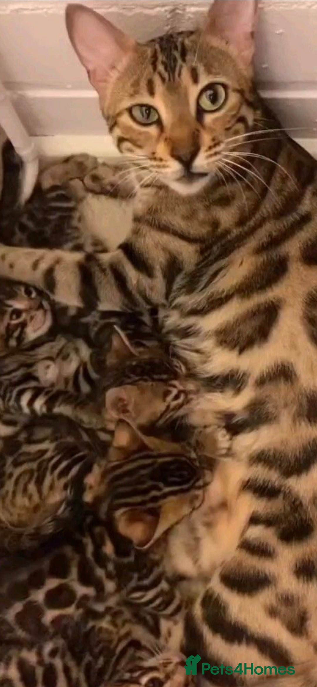 Bengal cats for sale: Bengal cross kitten  - Image 6