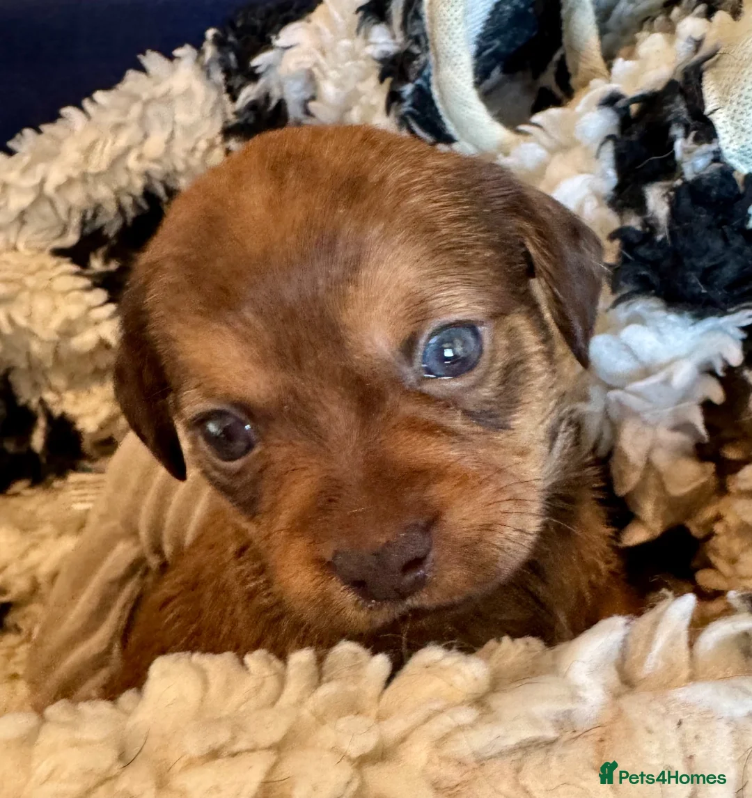 Mixed Breed dogs for sale: Schweenie pups  - Advert 1