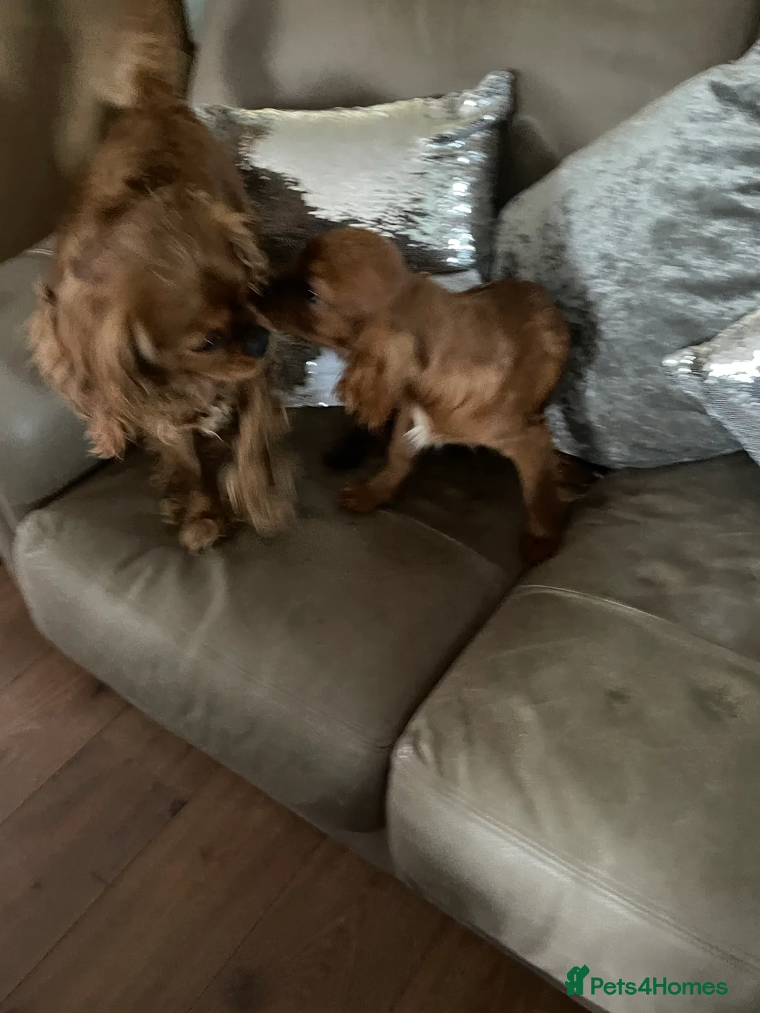 Cavalier King Charles Spaniel dogs for sale: Cavalier Ruby red male KC Registered - Advert 8