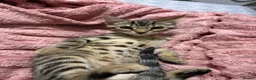 Bengal cats for sale: bengal kitten  in St. Neots - Advert 2