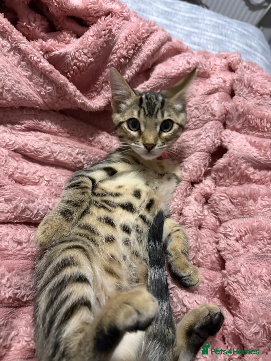Bengal cats for sale: bengal kitten  in St. Neots - Advert 2