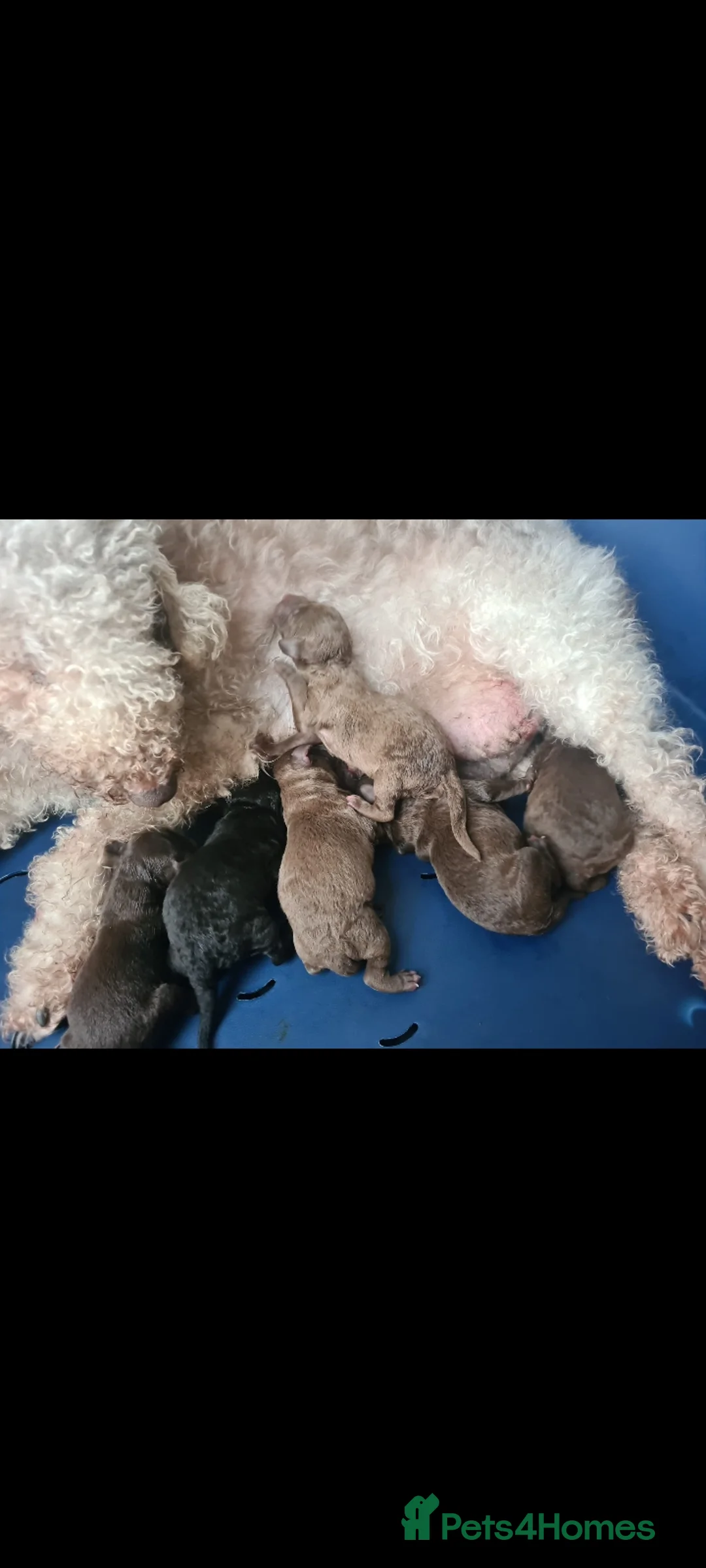 Bedlington Terrier dogs for stud: Blue.  Bedlington terrier for stud  CT Clear   in Chesterfield - Advert 22