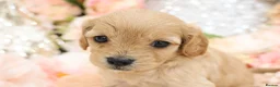 Cavapoo dogs for sale: *HEALTH TESTED*Cavapoo Puppies 5*LICENSED BREEDER* - Advert 3