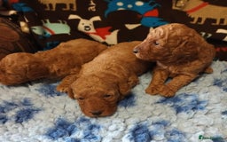 Labradoodle dogs for sale: F1b MINIATURE LABRADOODLES. 5* LICENCED BREEDER. - Image 4