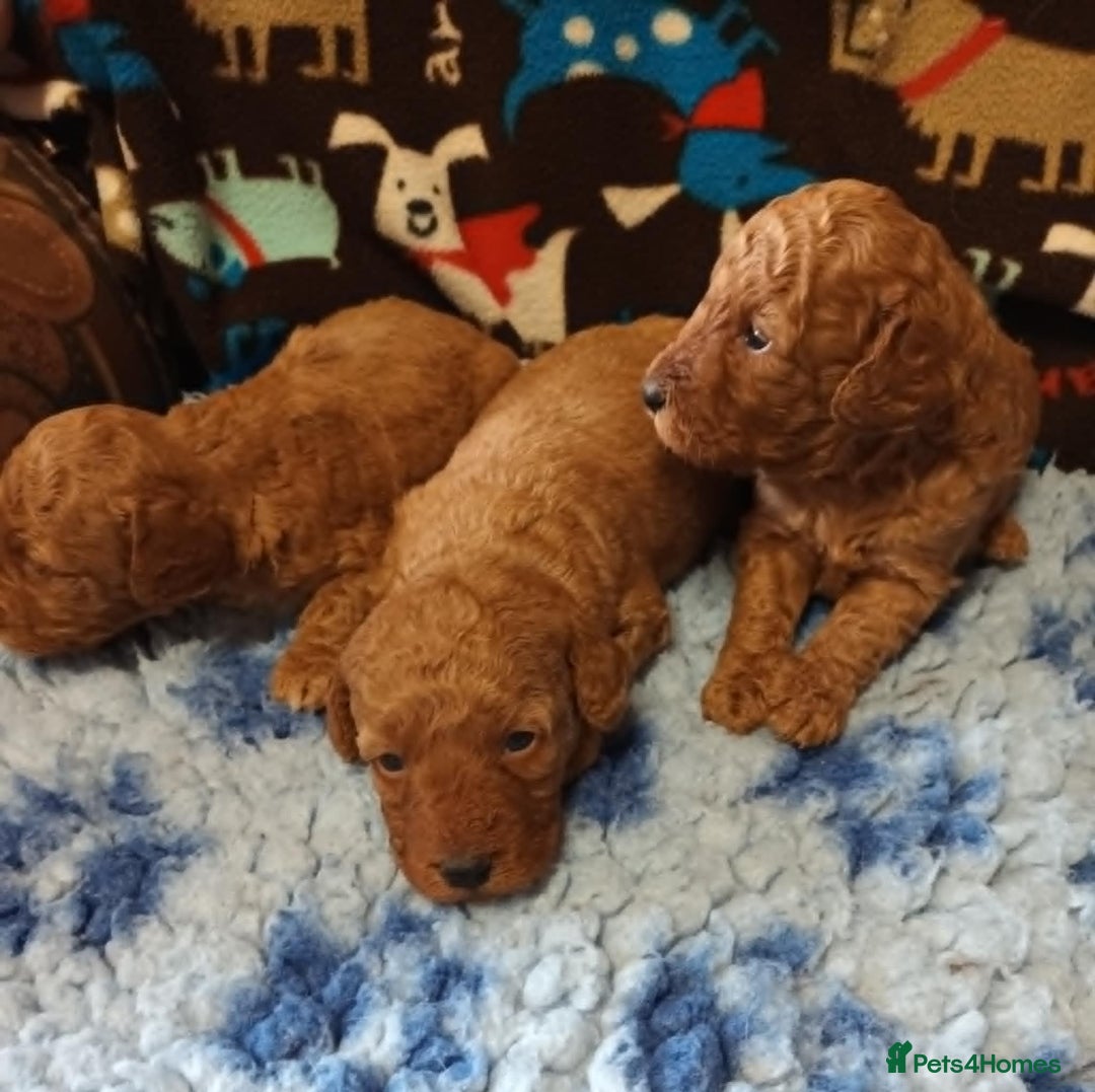 Labradoodle dogs for sale: F1b MINIATURE LABRADOODLES. 5* LICENCED BREEDER. - Image 4