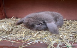 Dutch rabbits for sale: All mixed rabbits £60 each open to offers  - Advert 18