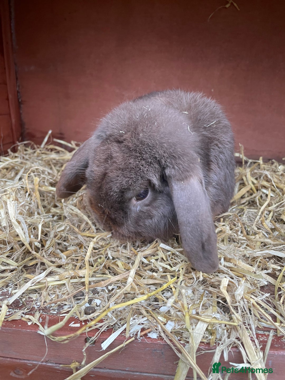 Dutch rabbits for sale: All mixed rabbits £60 each open to offers  - Advert 18