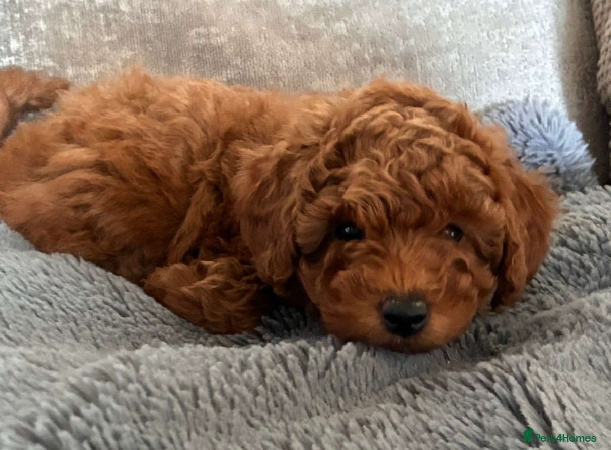 Poochon dogs Adorable Poochon puppies  - Advert 1