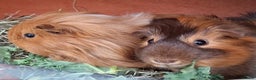 Guinea Pig rodents for sale: 2 guinea pigs hutch and run  - Advert 2