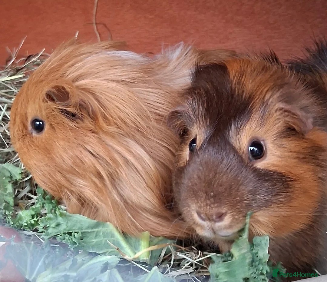 Guinea Pig rodents for sale: 2 guinea pigs hutch and run  - Advert 2