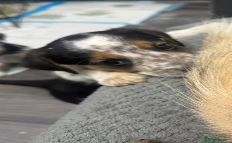 Border Collie dogs - Advert 3