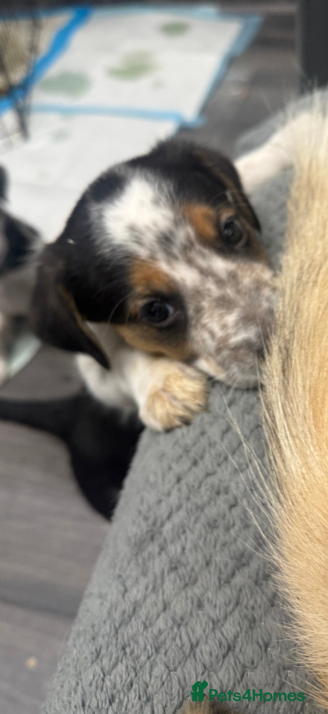 Border Collie dogs for sale: Border collie pups - Image 1