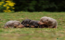 Miniature Dachshund dogs for sale: Miniature Dachshund Puppies  - Image 3
