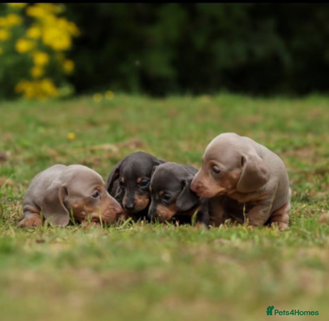 Miniature Dachshund dogs for sale: Miniature Dachshund Puppies  - Image 3