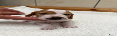 Pointer Puppy 7