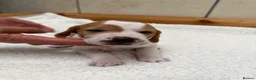 Pointer dogs for sale: Pointer pups | Working & Champion Bloodlines  - Advert 31