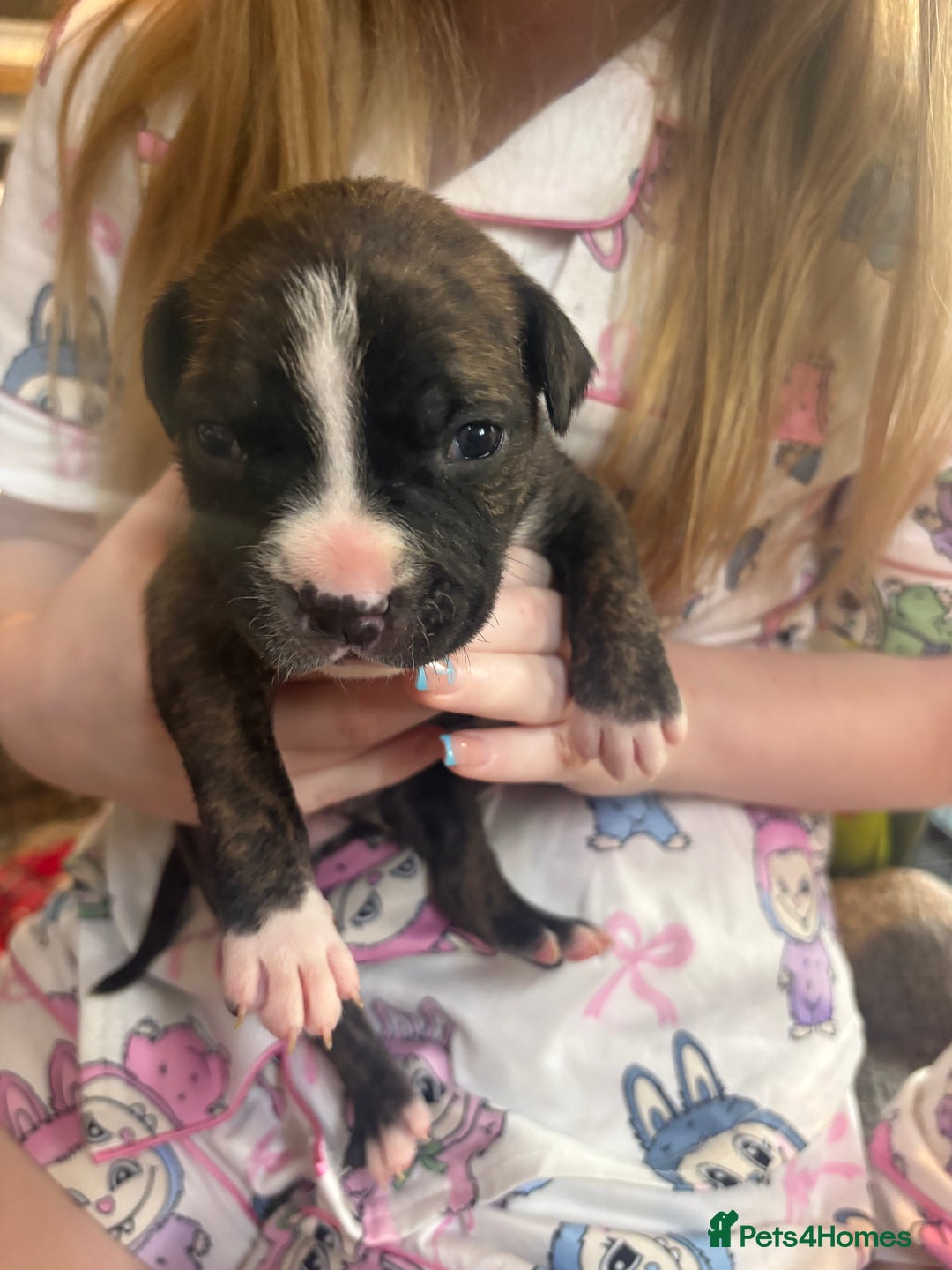 Mixed Breed dogs for sale: Staffy pups - Advert 11