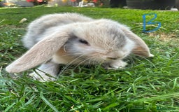 Mini Lop rabbits for sale: Mini Lop Rabbits For Sale  - Image 26