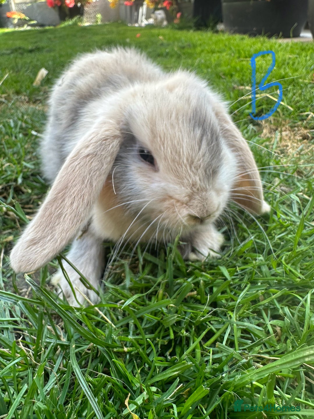 Mini Lop rabbits for sale: Mini Lop Rabbits For Sale  - Image 26