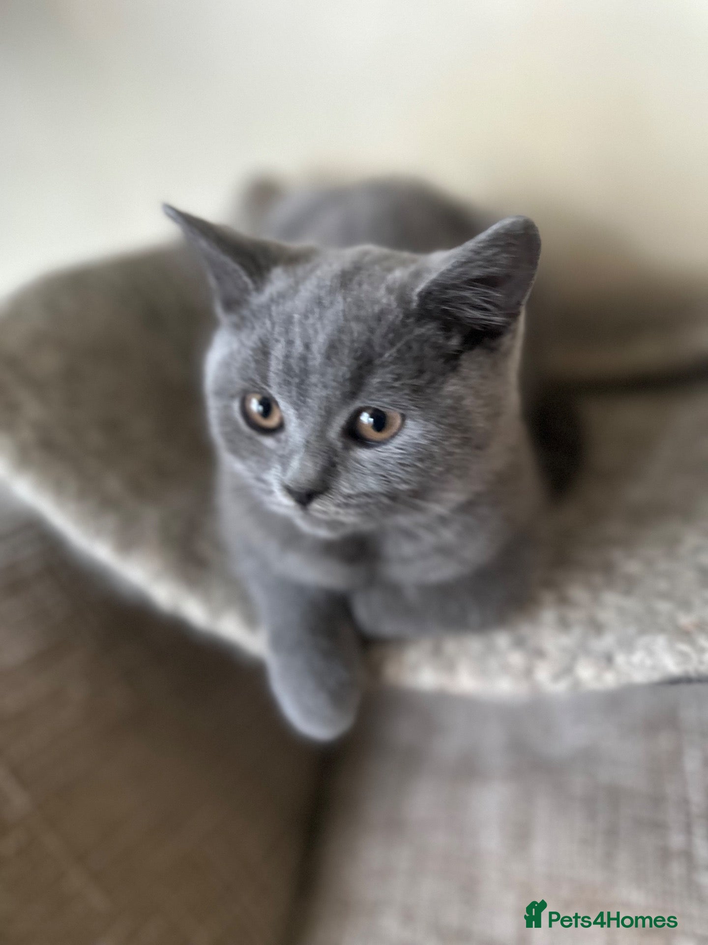 British Shorthair cats Pure Pedigree GCCF-Registered kittens  - Advert 2