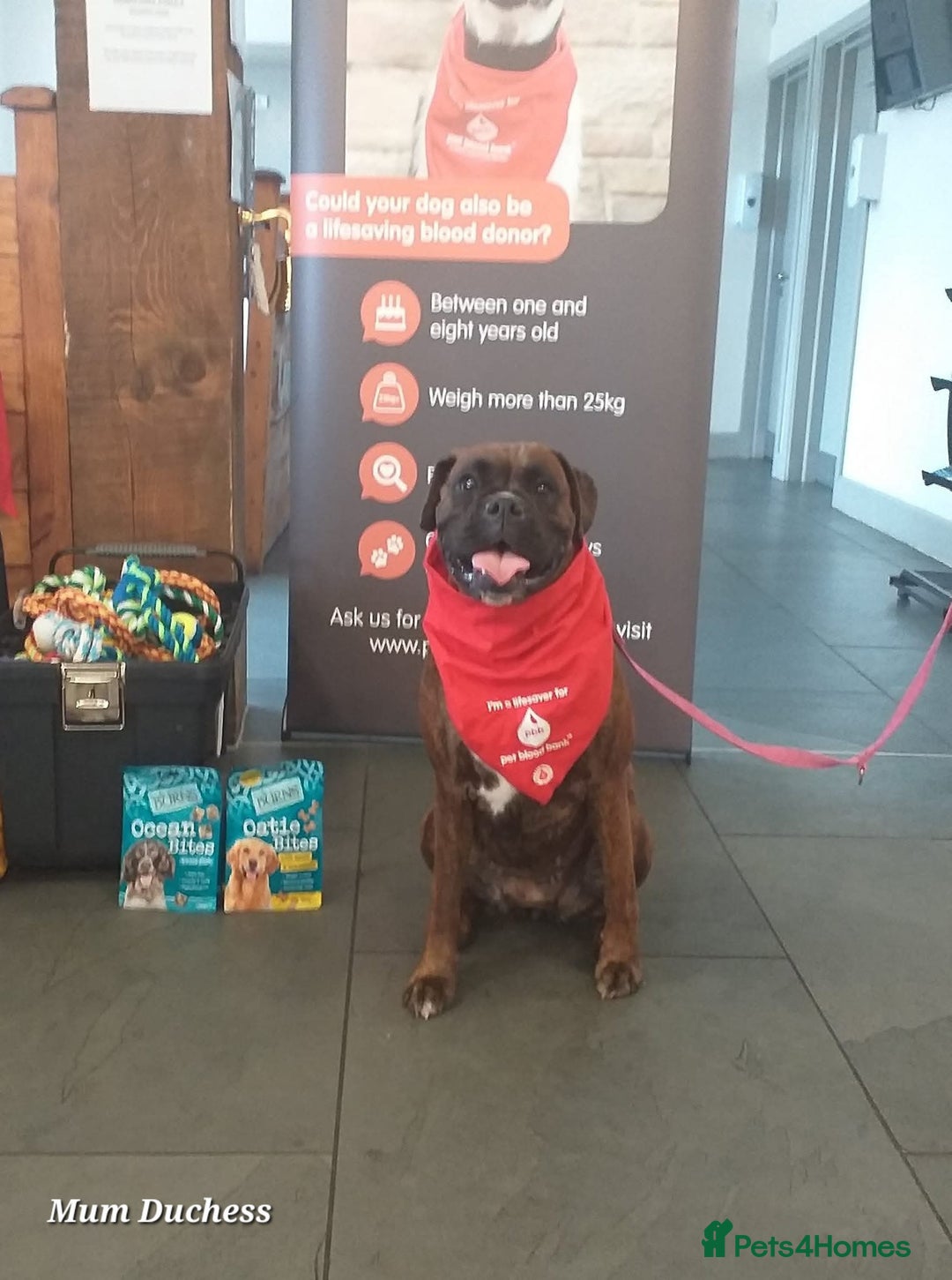 Boxer dogs for sale: 9 Beautiful Boxer Pups - Available from 22/12/2025 - Advert 30