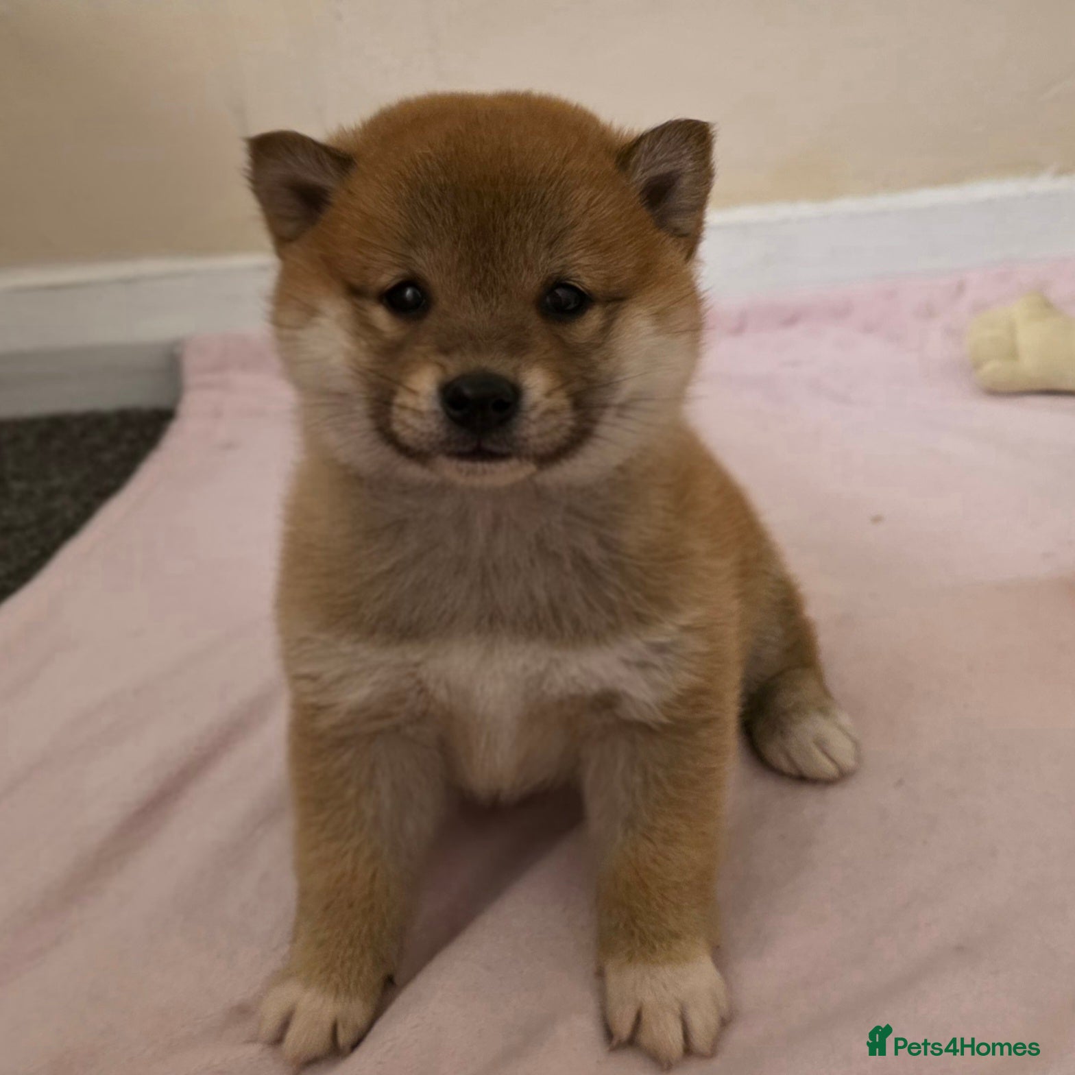 Japanese Shiba Inu dogs Healthy shiba inus  - Advert 2