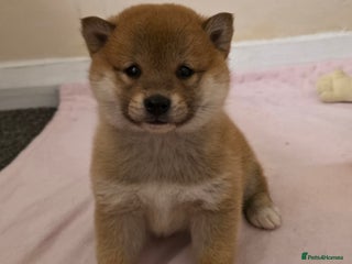 Japanese Shiba Inu dogs Healthy shiba inus - Advert 2