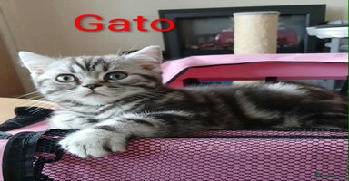 British Shorthair cats - Advert 10