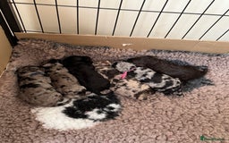 Labradoodle dogs for sale: Labradoodle x toy poodle - Merle  - Image 4