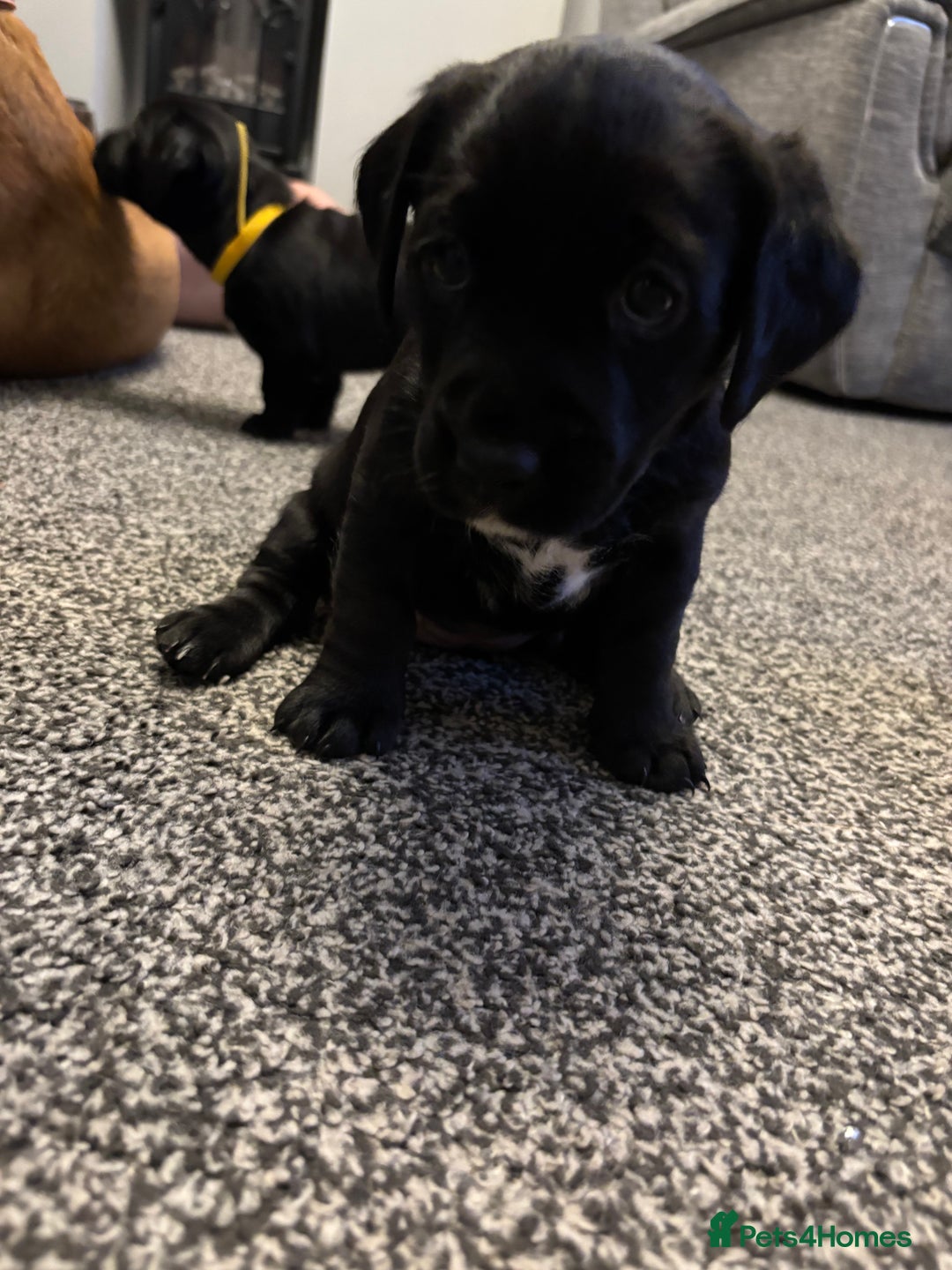 Mixed Breed dogs for sale: fox red Labrador X whippet puppies - Image 4