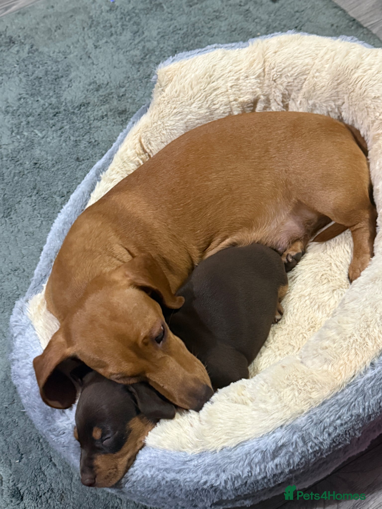 Dachshund dogs Male Daschund  - Advert 1