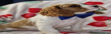 Cavalier King Charles Spaniel 1