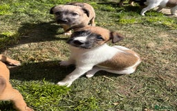 Mixed Breed dogs for sale: Beddy whippet x Russel - Image 6