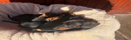Miniature Dachshund dogs for sale: Miniature dachshund puppies in Salisbury - Advert 20