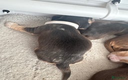 Cocker Spaniel dogs for sale: Stunning KC show cocker spaniels  - Image 36