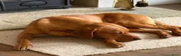 Goldador dogs for sale: **Stunning Goldador** puppies full health checks in Chipping Norton - Advert 11