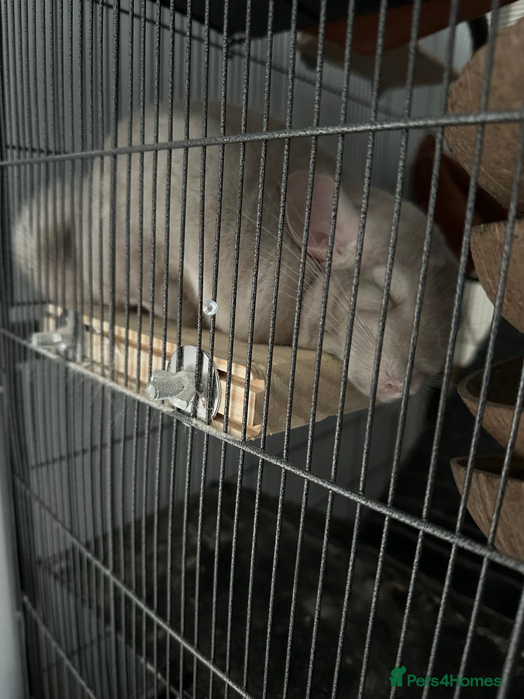Chinchilla rodents for sale: 2 Male Brothers To Stay Together 8 Months Old - Advert 7