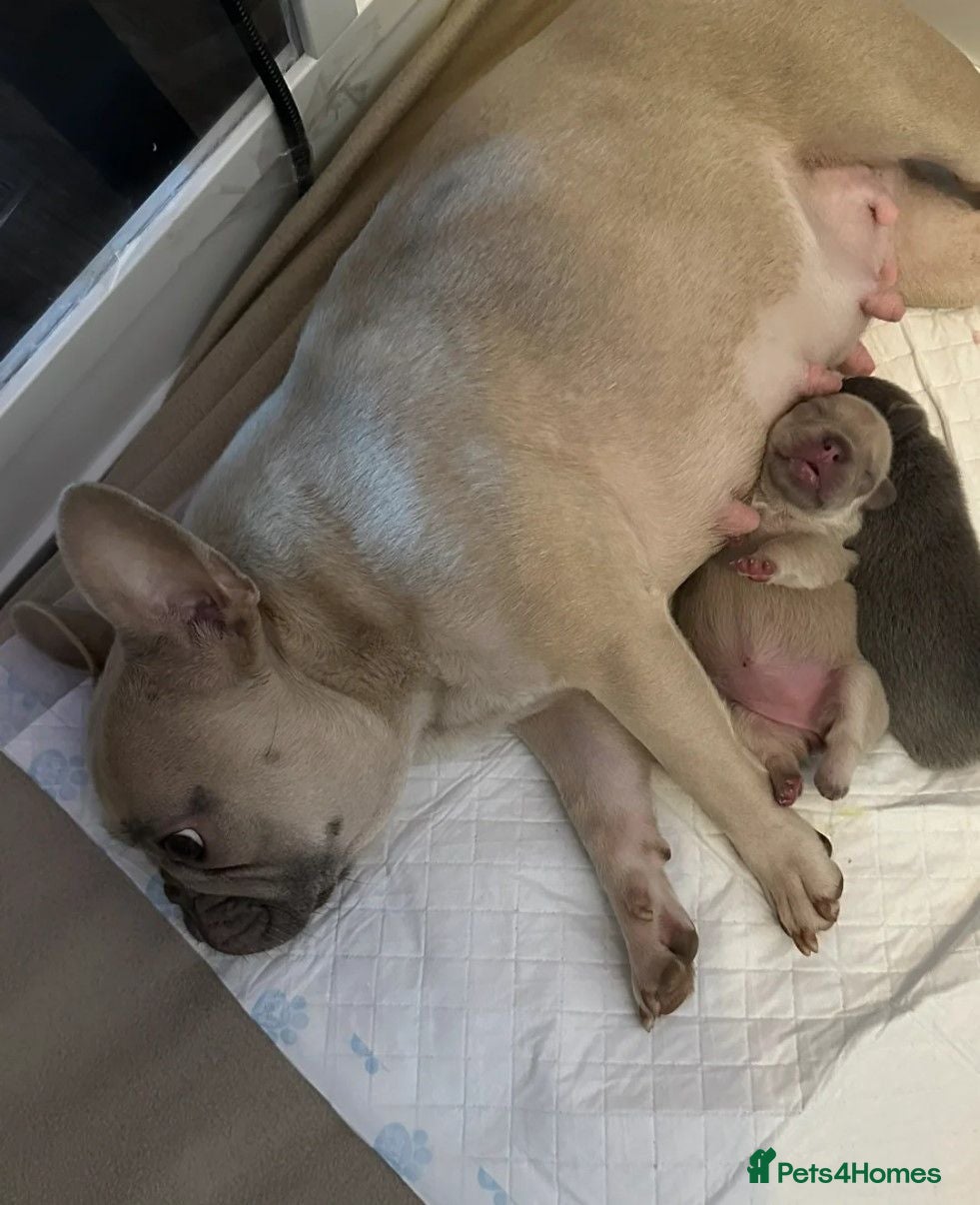 French Bulldog dogs Adorable French Bulldog Puppies  - Advert 1