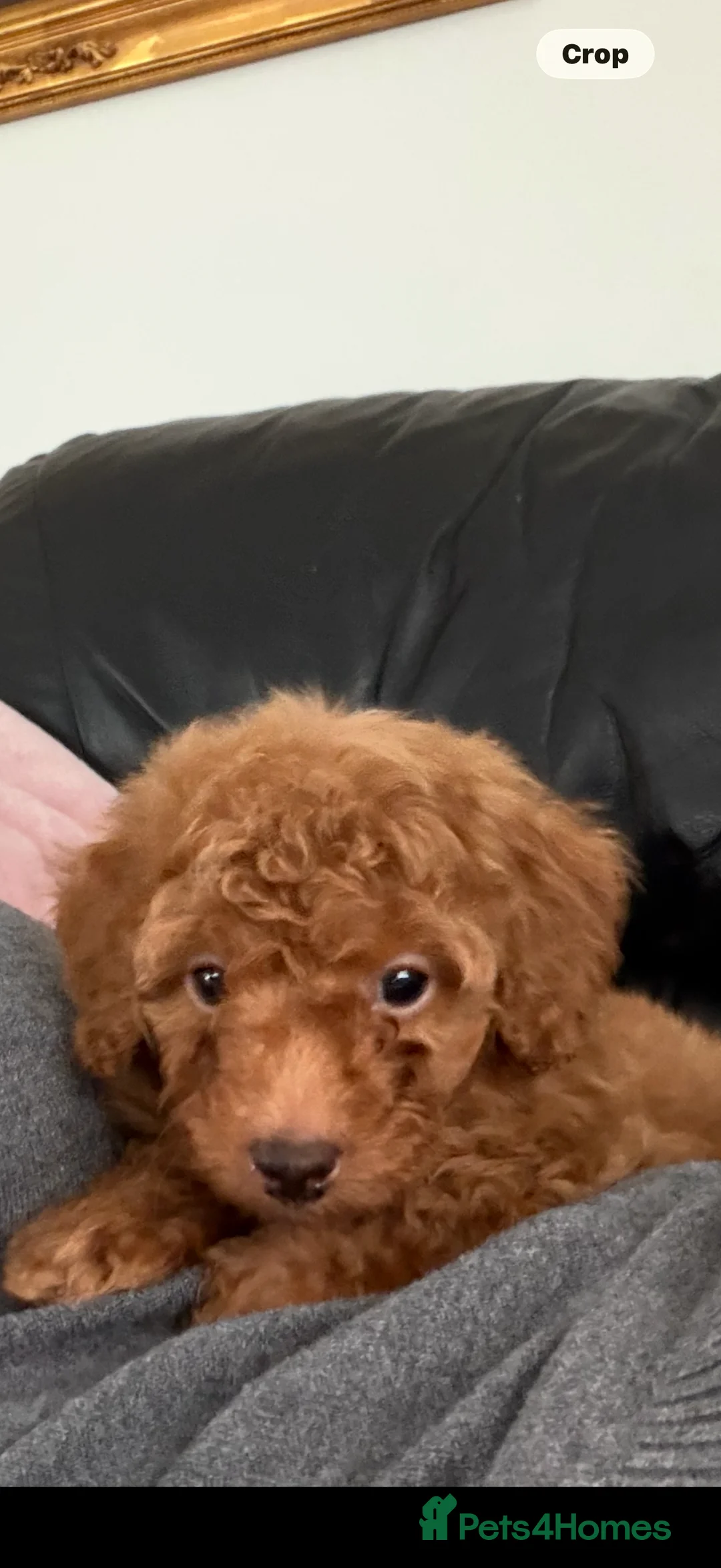 Cavapoo dogs for sale: Cavapoo named Charlie in Altrincham - Advert 5
